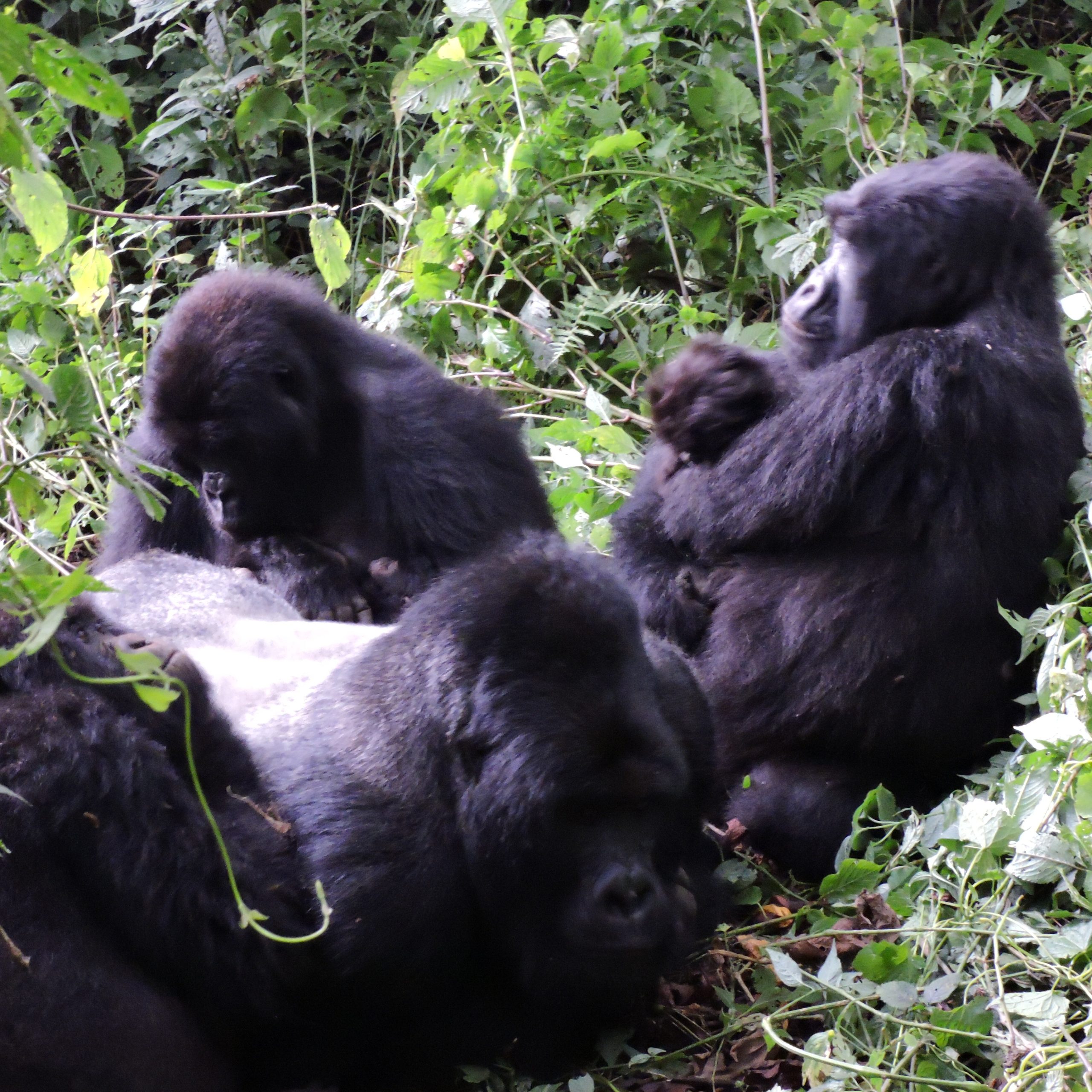 Couple Park Virunga Mikeno Mist