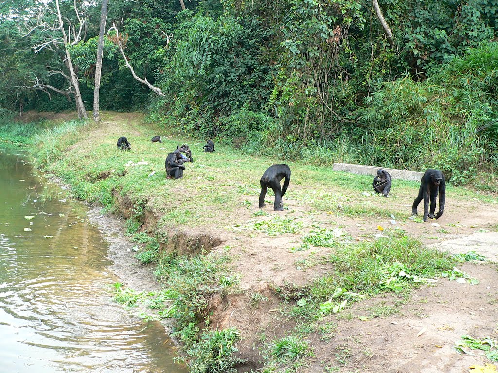 Visit Lola ya Bonobo + Car (TOYOTA VANGUARD)