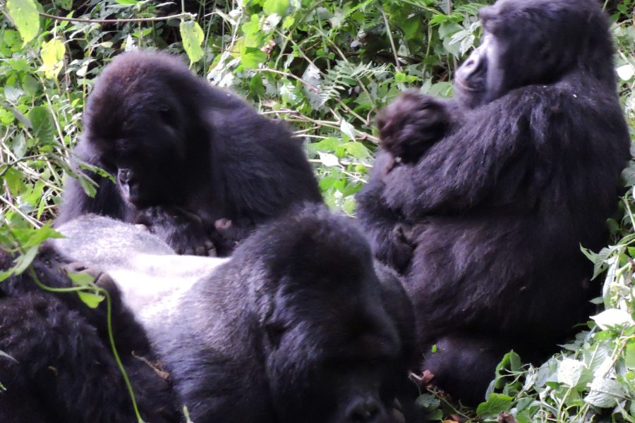 Couple Park Virunga Mikeno Mist