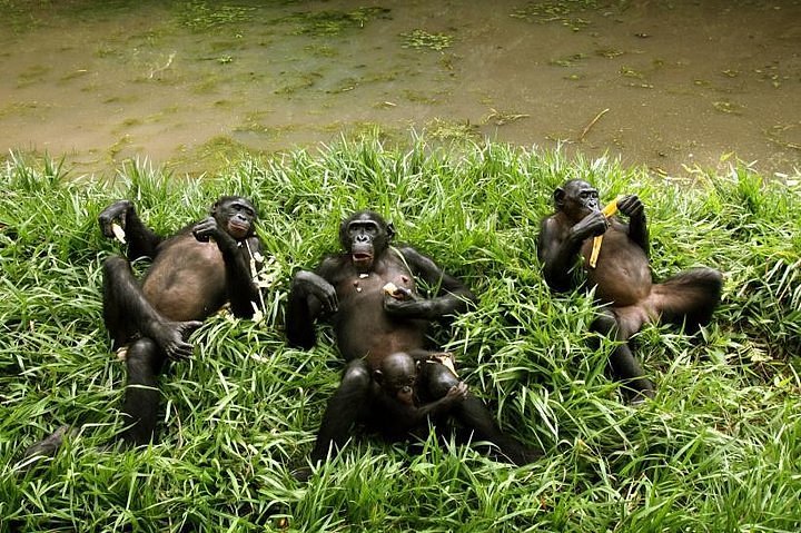 Visit Lola ya Bonobo + Car (TOYOTA VANGUARD)