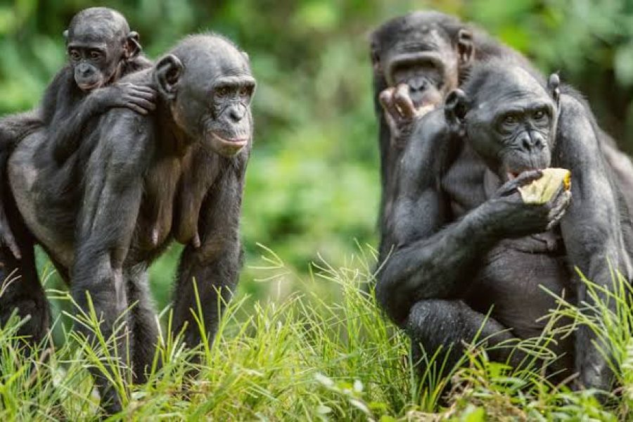 Visit Lola ya Bonobo + Car (TOYOTA VANGUARD)