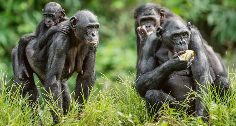 Visit Lola ya Bonobo + Car (TOYOTA VANGUARD)