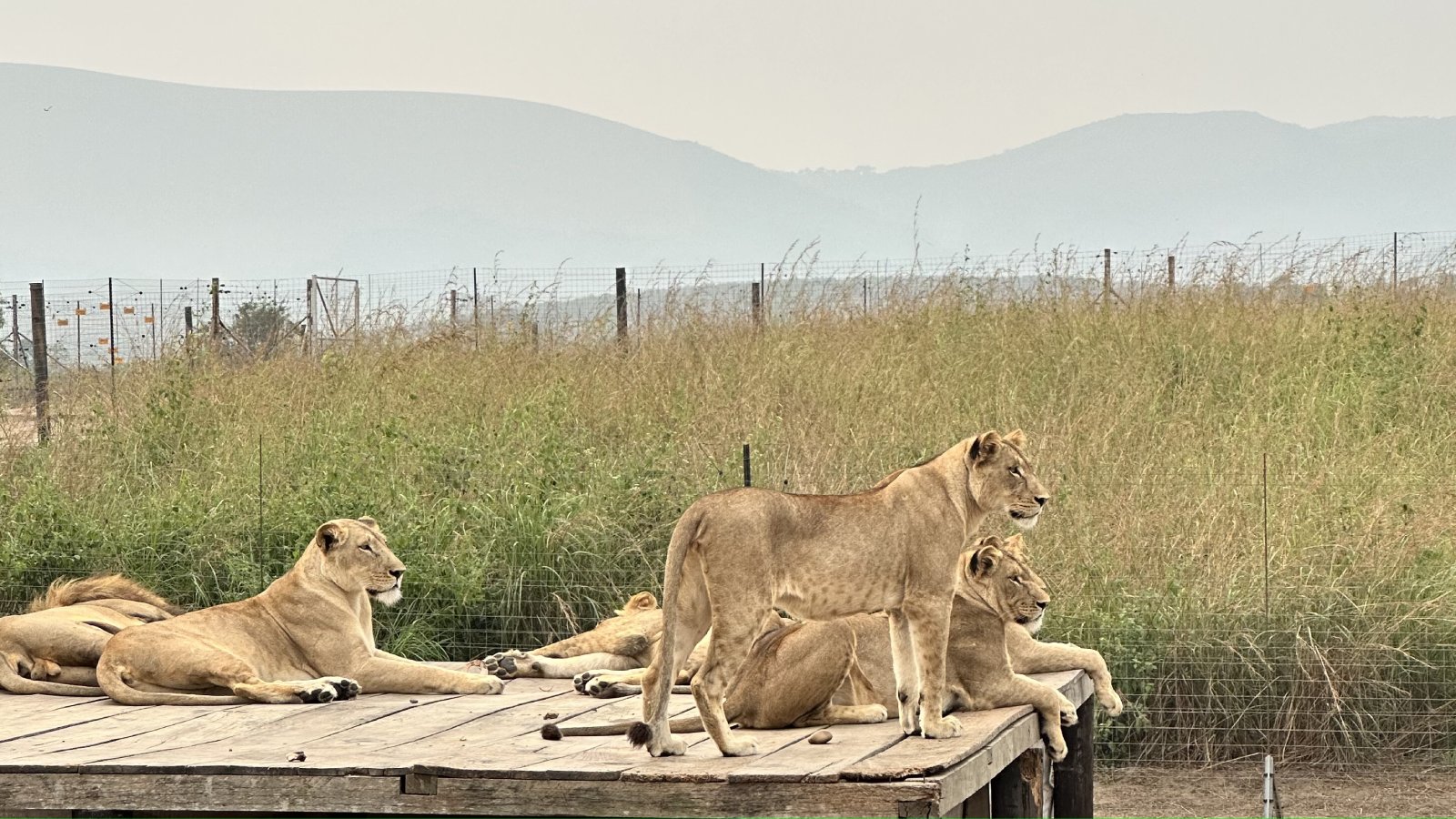 Nsele Park (Entrance + safari)