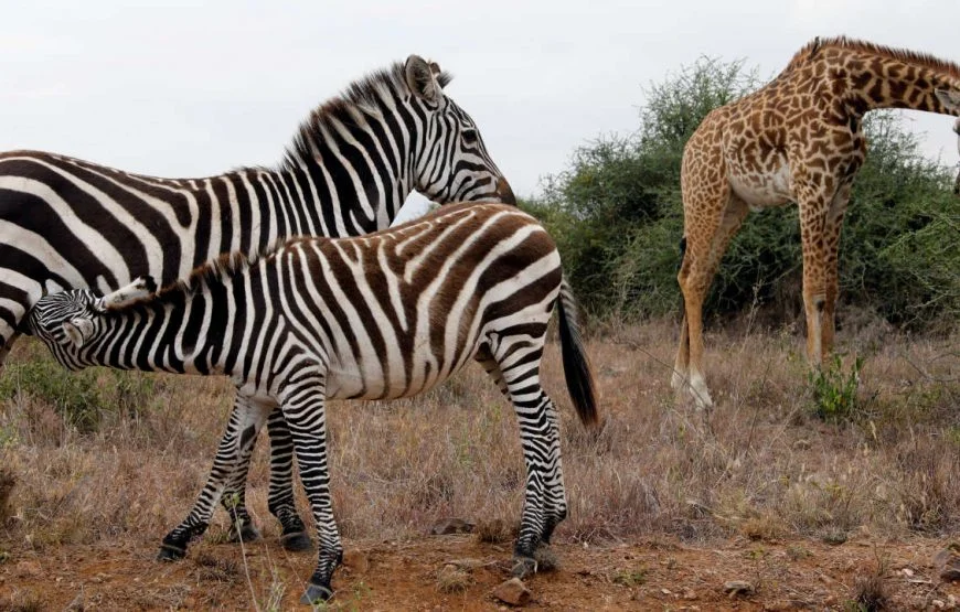 Nsele Park (Entrance + safari)