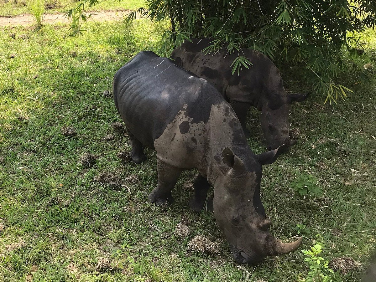Nsele Park (Entrance + safari)