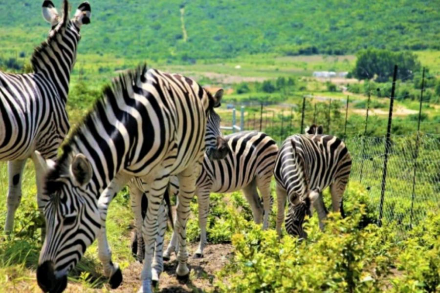 Nsele Park (Entrance + safari)