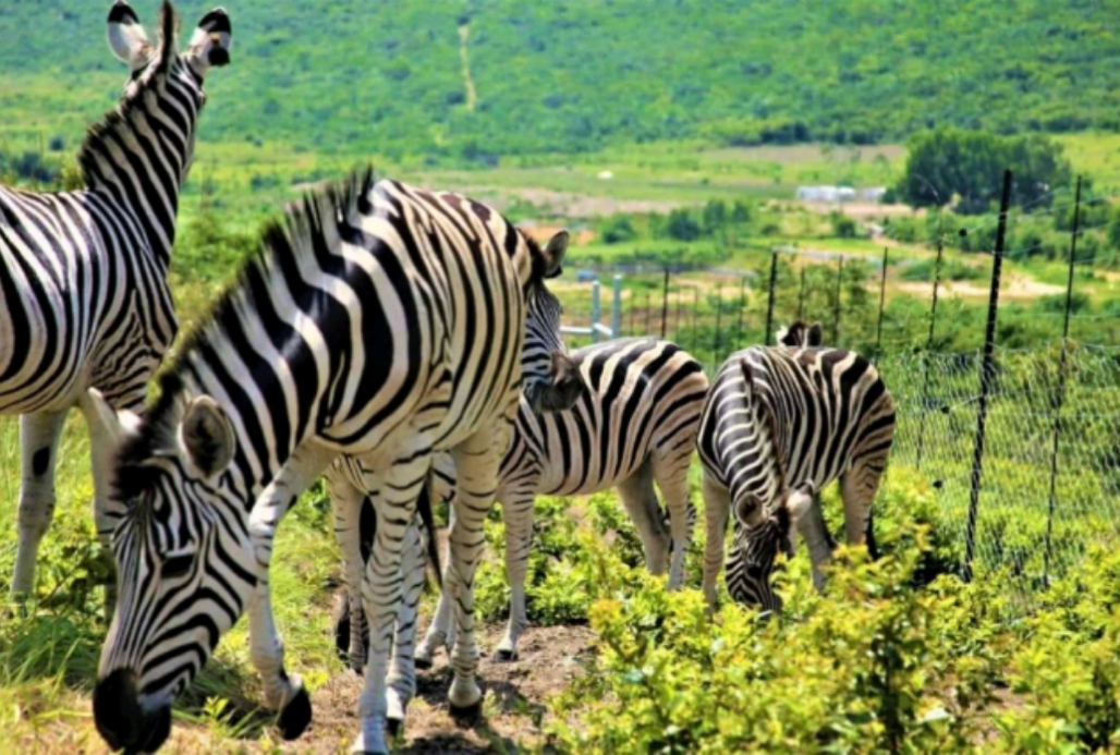 Nsele Park (Entrance + safari)